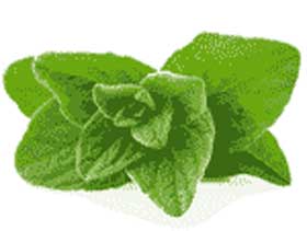 Oregano