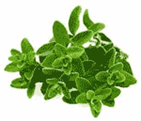 sweet-marjoram