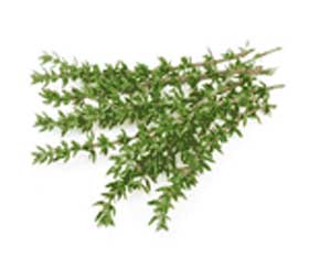 thyme